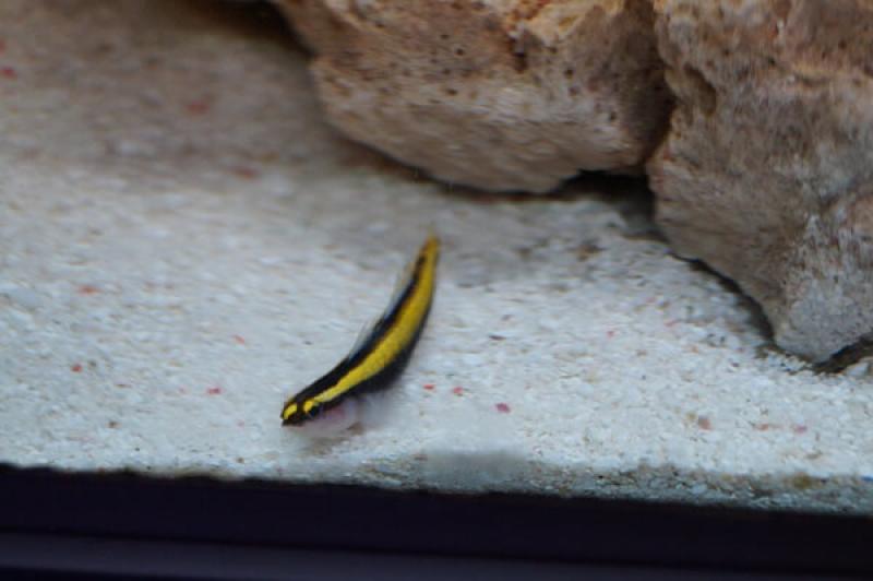 Neongrundel Nachzucht - Elacatinus figaro Neongrundel Nachzucht - Elacatinus figaro