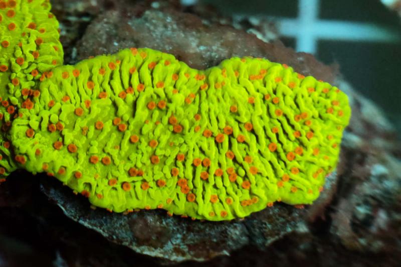 Montipora Volcanic Eruption