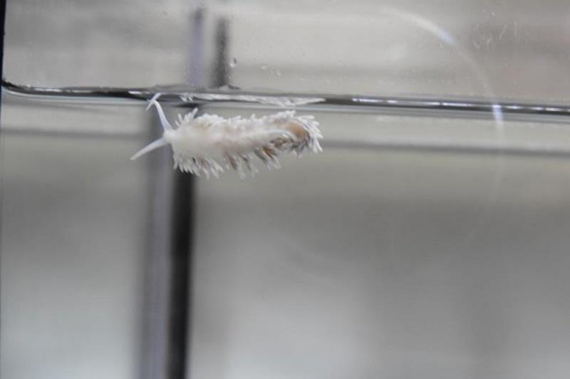 Berghia stephanieae - Glasrosenfressende Nacktschnecke Berghia stephanieae - Glasrosenfressende Nacktschnecke