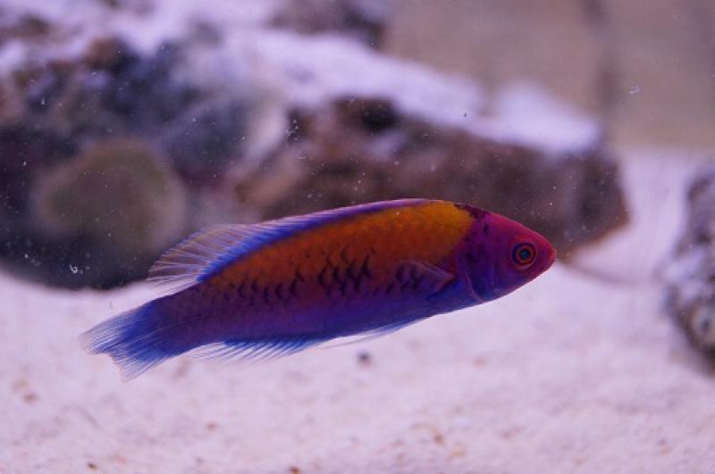 Orangerücken Zwerglippfisch - Cirrhilabrus aurantidorsalis Orangerücken Zwerglippfisch - Cirrhilabrus aurantidorsalis