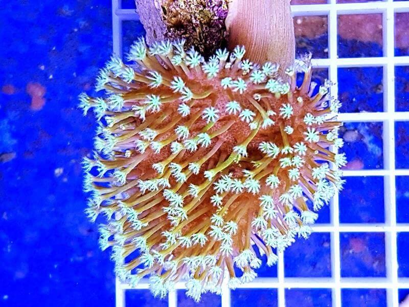 Pilzlederkoralle - Sarcophyton ultra