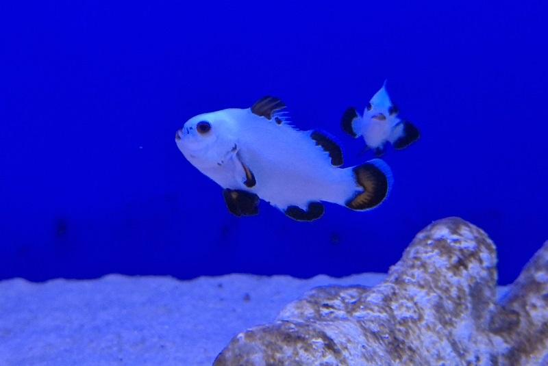 Anemonenfisch Nachzucht - Amphiprion ocellaris snow storm