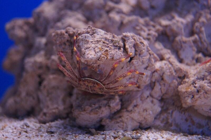 Algenfressende Krabbe - Percnon gibbesi