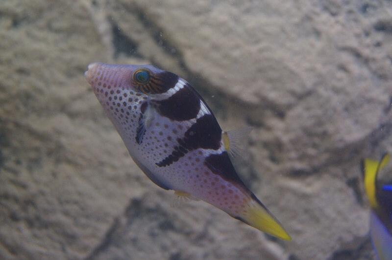 Sattel- Spitzkopfkugelfisch - Canthigaster valentini Sattel- Spitzkopfkugelfisch - Canthigaster valentini