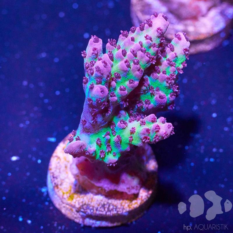 Acropora Red Planet