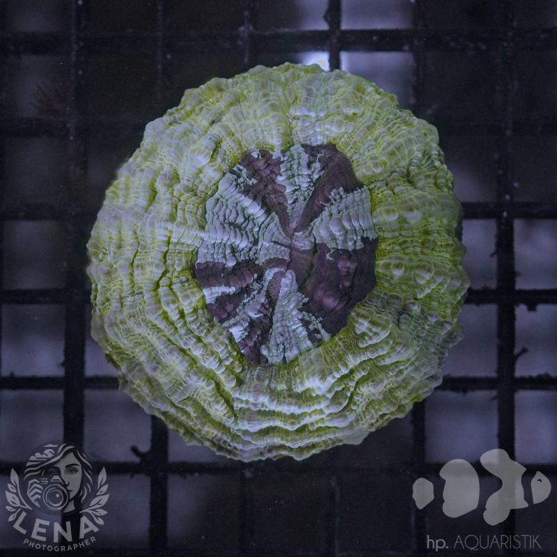 Acanthophyllia Green