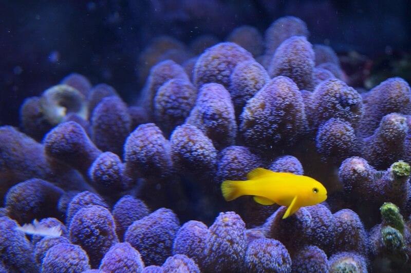 Gelbe Korallengrundel - Gobiodon okinawae Gelbe Korallengrundel - Gobiodon okinawae