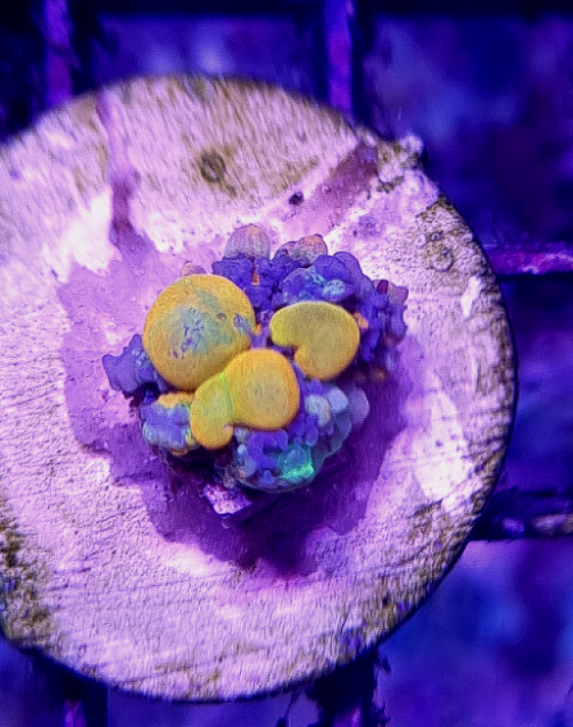 WWC OG Bounce Mushroom Original