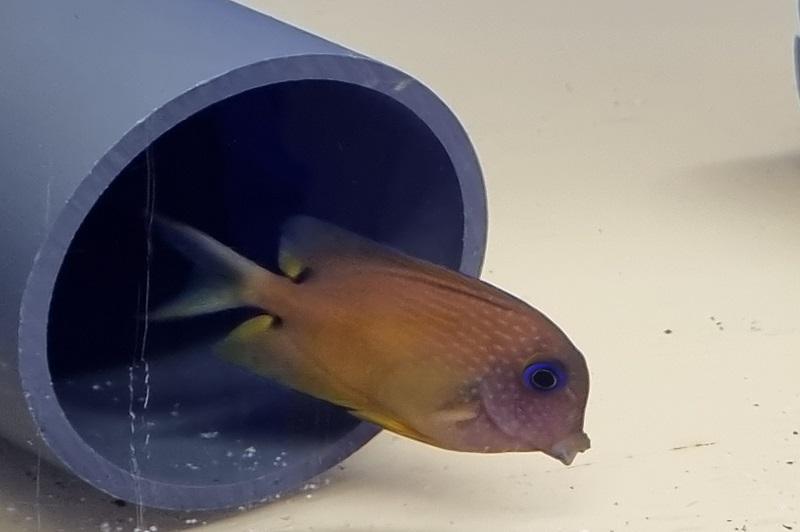 Zweipunkt Borstenzahndoktor -Ctenochaetus binotatus