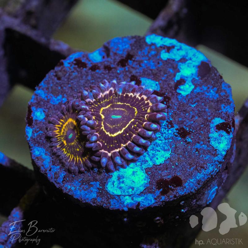 Zoanthus Stratosphäre 3-4 Polypen