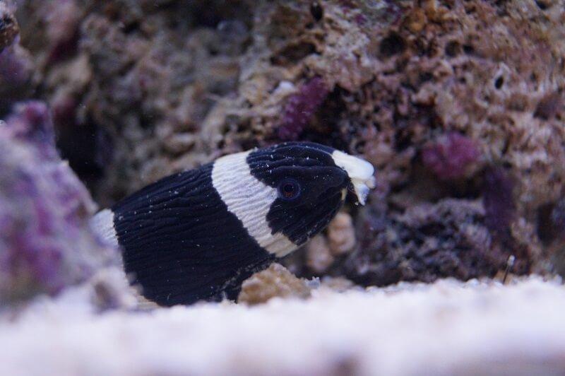 Geringelter Schlangenaal - Myrichthys colubrinus Geringelter Schlangenaal - Myrichthys colubrinus