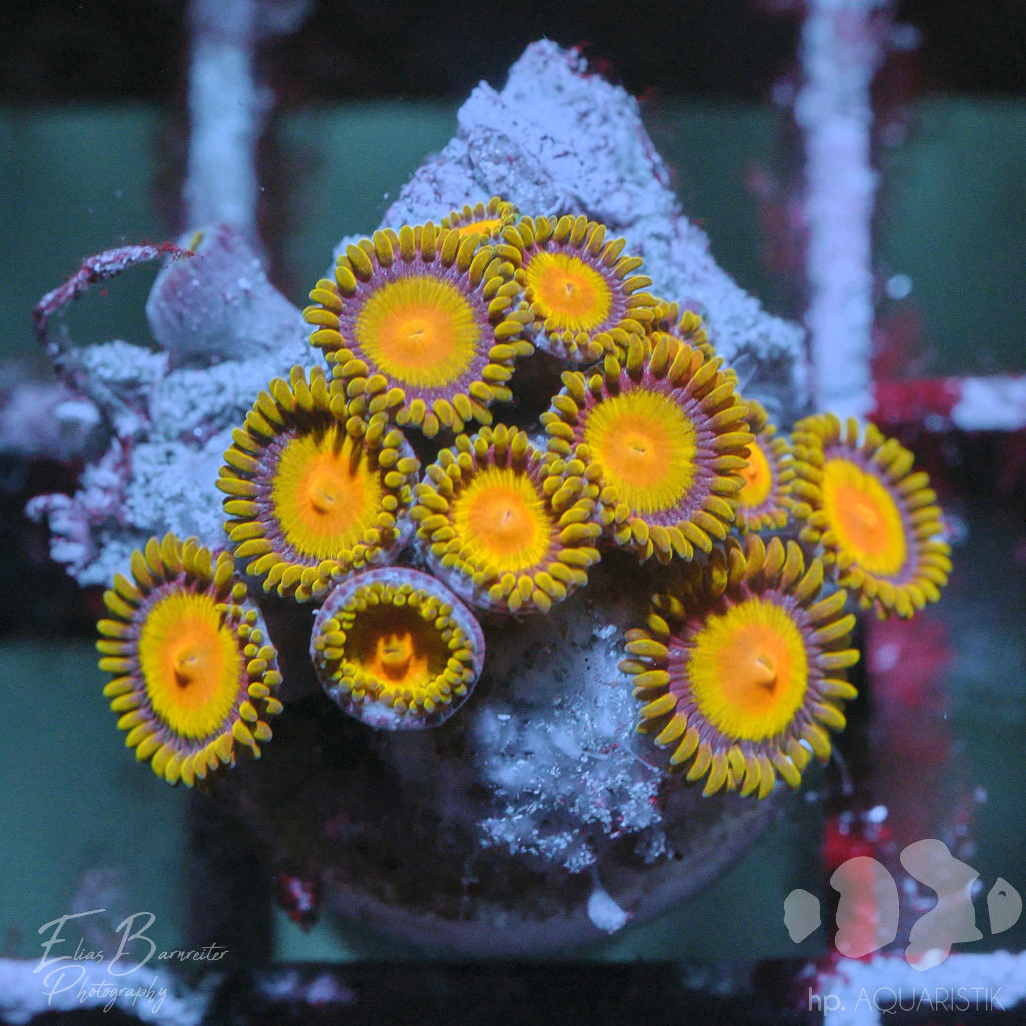 Krustenanemone - Zoanthus Gold Money