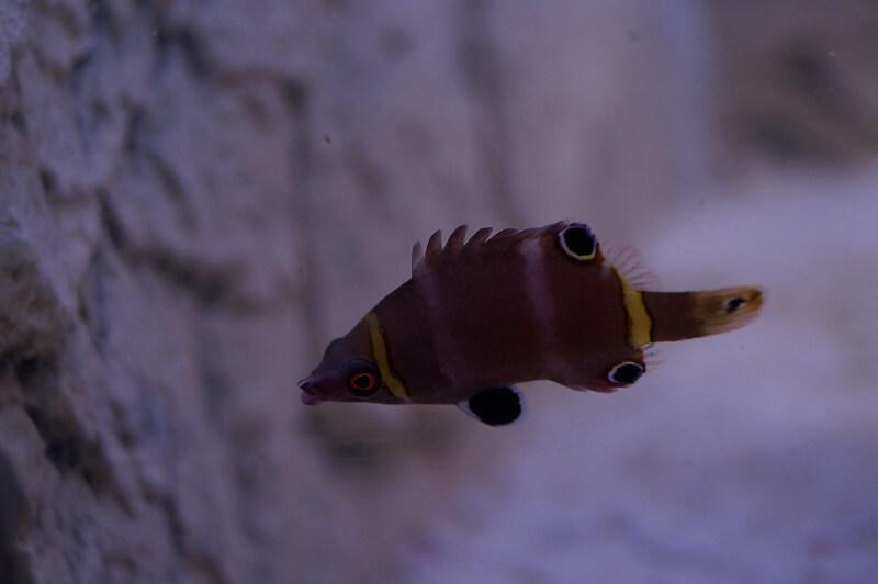 Höhlenlippfisch - Wetmorella nigropinnata Höhlenlippfisch - Wetmorella nigropinnata