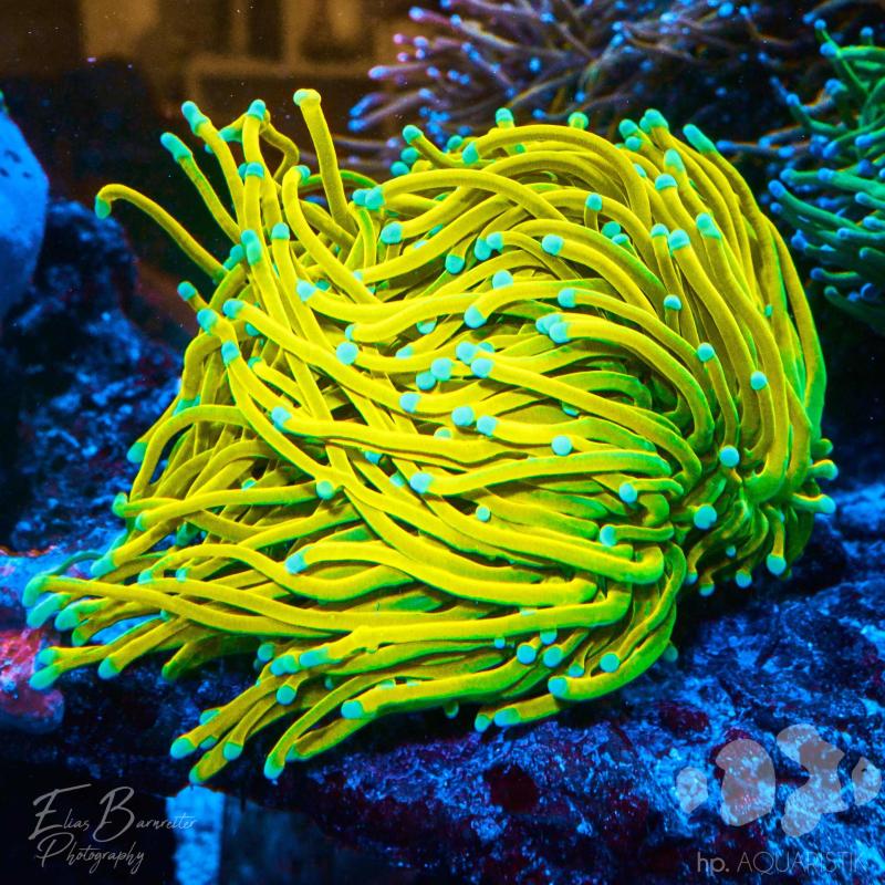 Euphyllia Banana 1.0 Euphyllia Banana 1.0