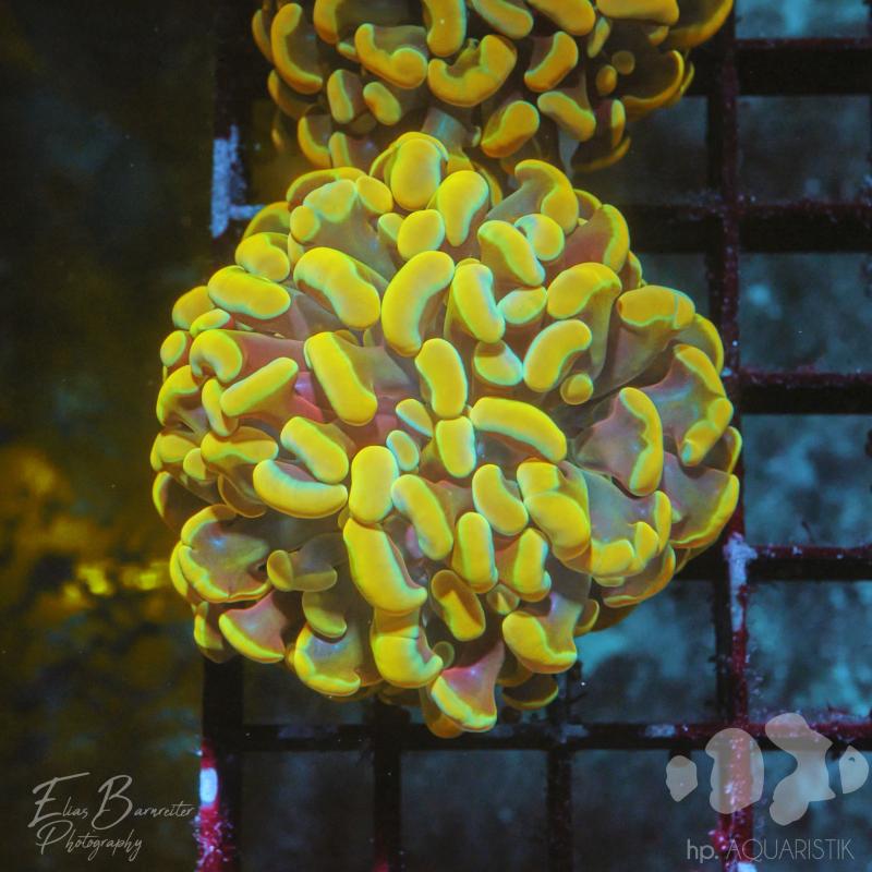 Euphyllia Hammer Yellow Bi