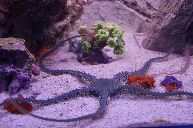 Schlangenseestern olivgrün - Ophiarachna incrassata Schlangenseestern olivgrün - Ophiarachna incrassata