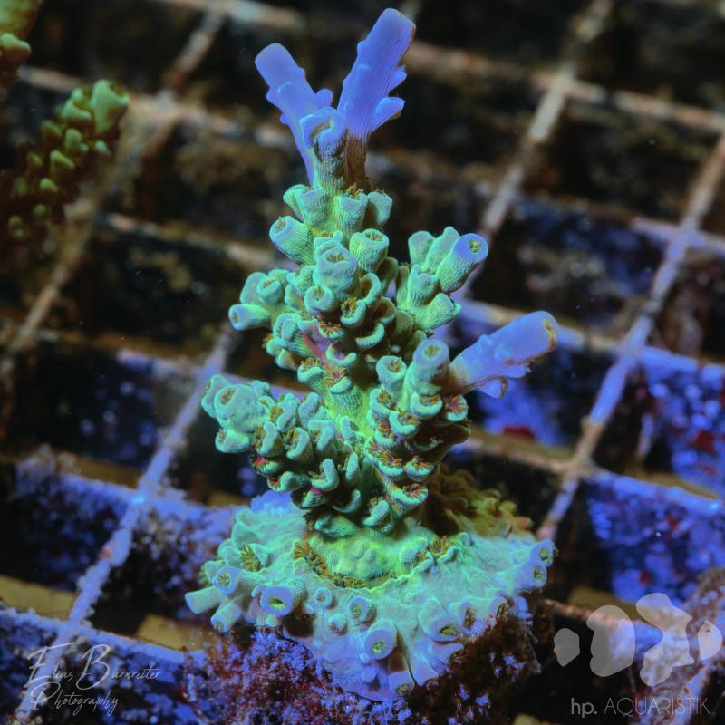 Acropora Tenuis Minti