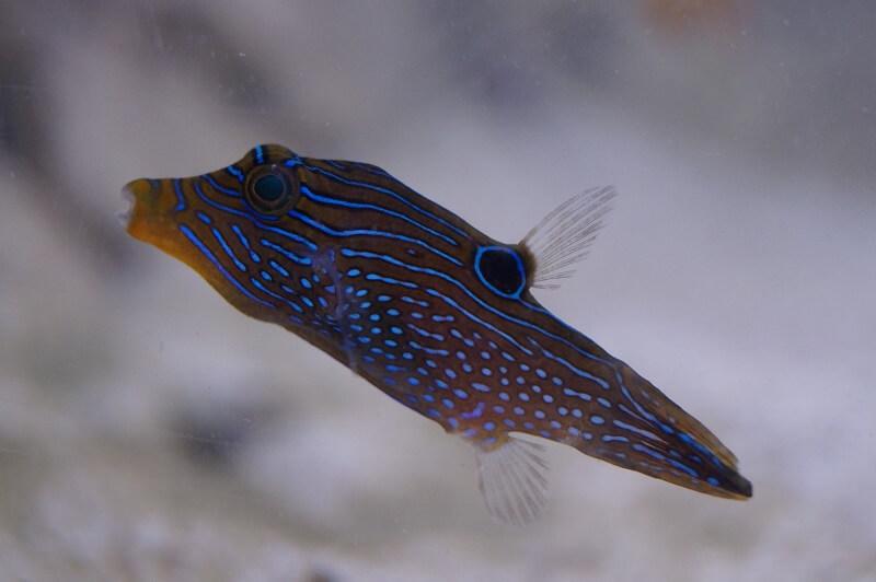 Augenfleck Spitzkopf Kugelfisch - Canthigaster solandri