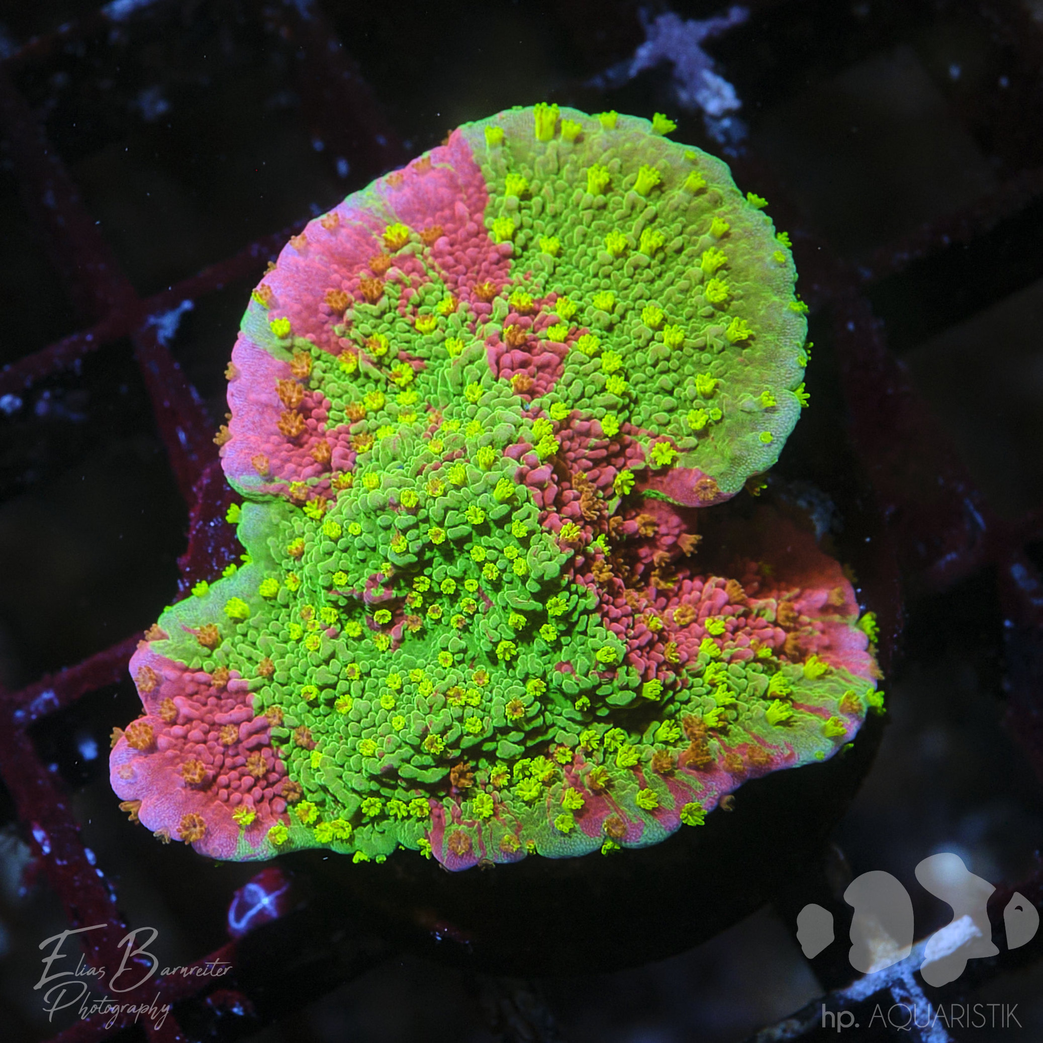 Montipora Grafted Ultra