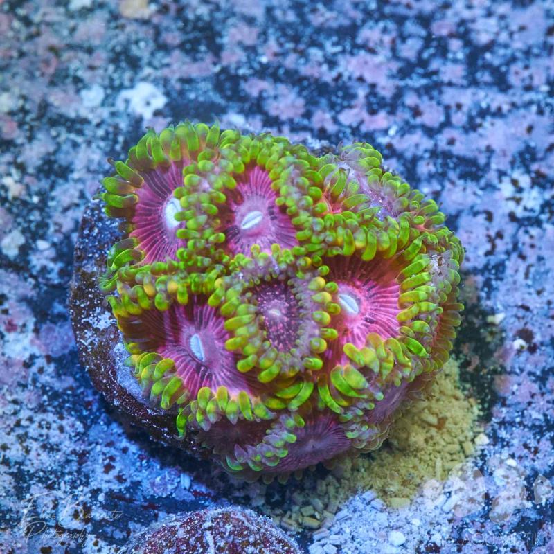 Zoanthus Fantasy Zoanthus Fantasy