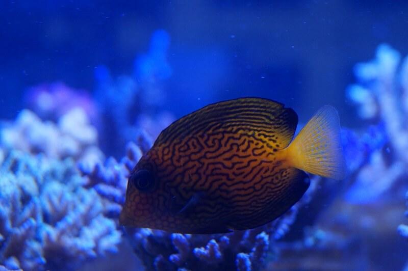 Chevron-Borstenzahndoktor - Ctenochaetus hawaiiensis Chevron-Borstenzahndoktor - Ctenochaetus hawaiiensis