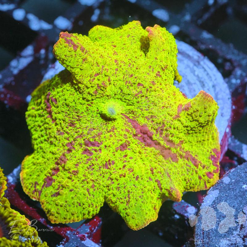 Jawbreaker Jawbreaker