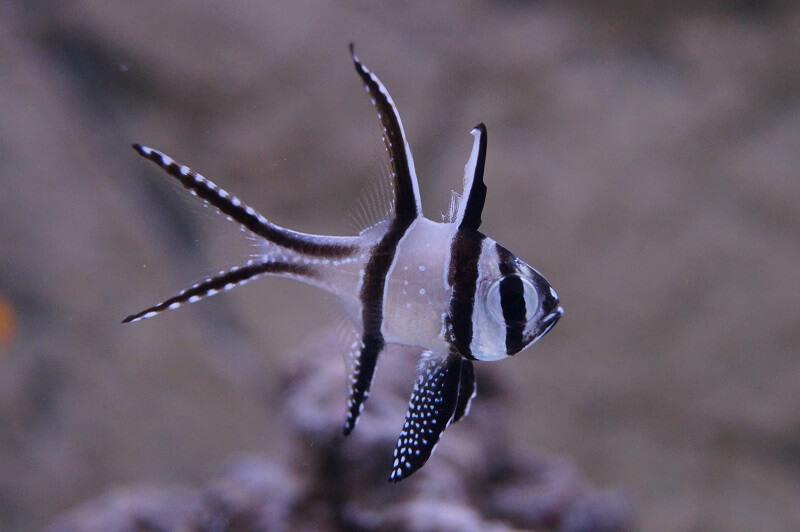 Kardinalbarsch Nachzucht - Pterapogon kauderni Kardinalbarsch Nachzucht - Pterapogon kauderni