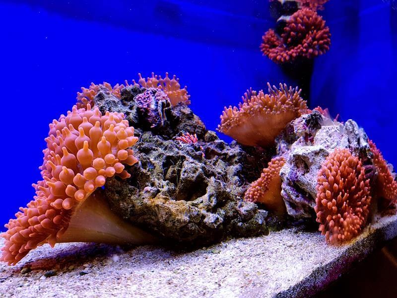 Kupferanemone - Entacmaea Quadricolor rot Kupferanemone - Entacmaea Quadricolor rot