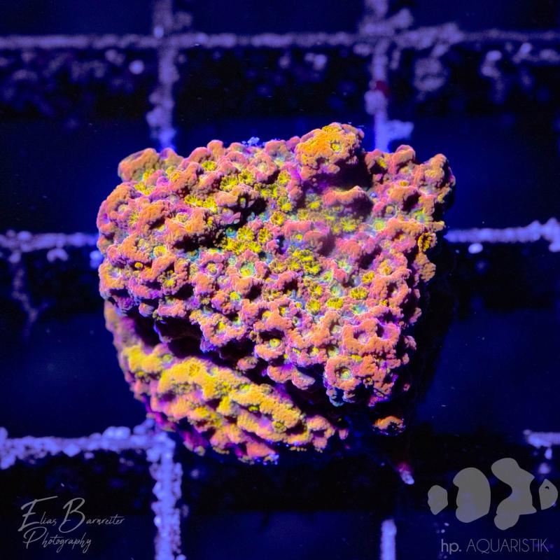 Montipora Gold Nugget Montipora Gold Nugget