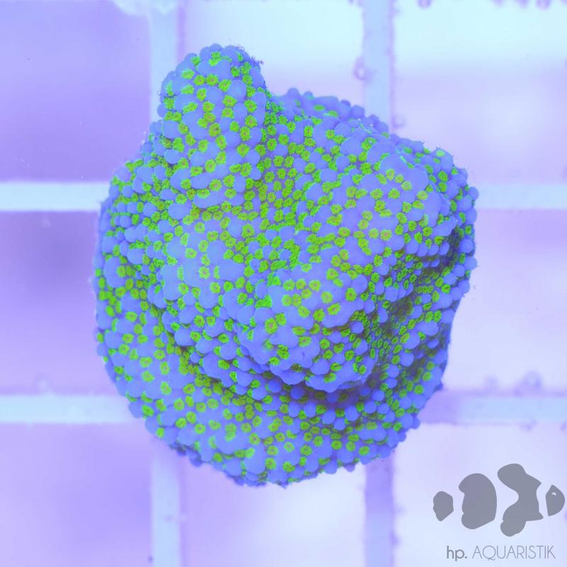 Montipora Pokerstar