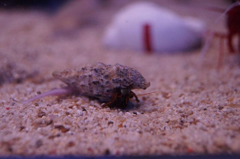 Algen Einsiedlerkrebs - Pagurixus sp. Algen Einsiedlerkrebs - Pagurixus sp.