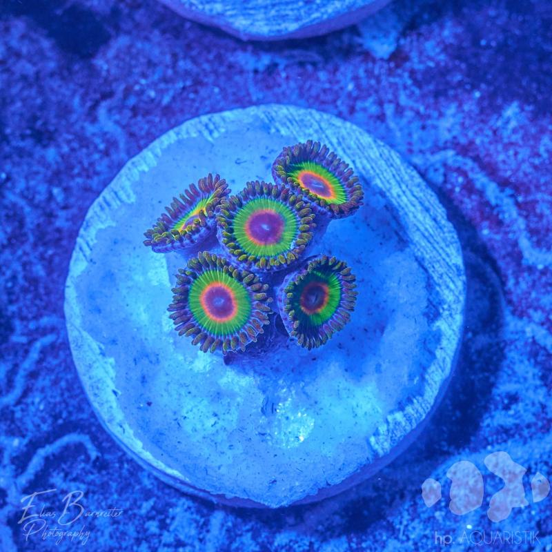 Krustenanemone - Zoanthus Rasta Krustenanemone - Zoanthus Rasta