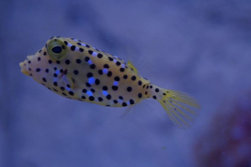 Kofferfisch - Ostracion cubicus Kofferfisch - Ostracion cubicus