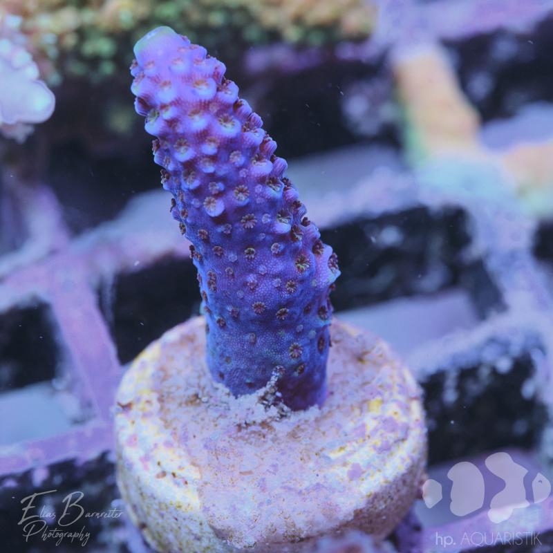 Acropora Humilis Blau Acropora Humilis Blau
