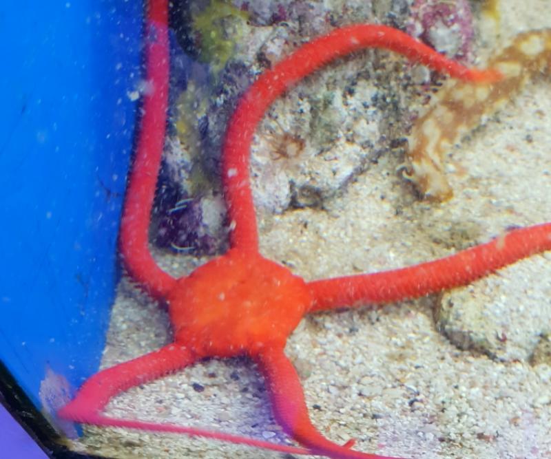 Roter Schlangenseestern - Ophioderma squamosissima Roter Schlangenseestern - Ophioderma squamosissima