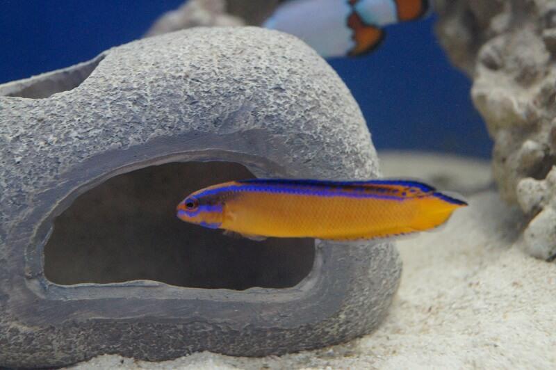 Aldabra-Zwergbarsch Nachzucht - Pseudochromis aldabraensis Aldabra-Zwergbarsch Nachzucht - Pseudochromis aldabraensis