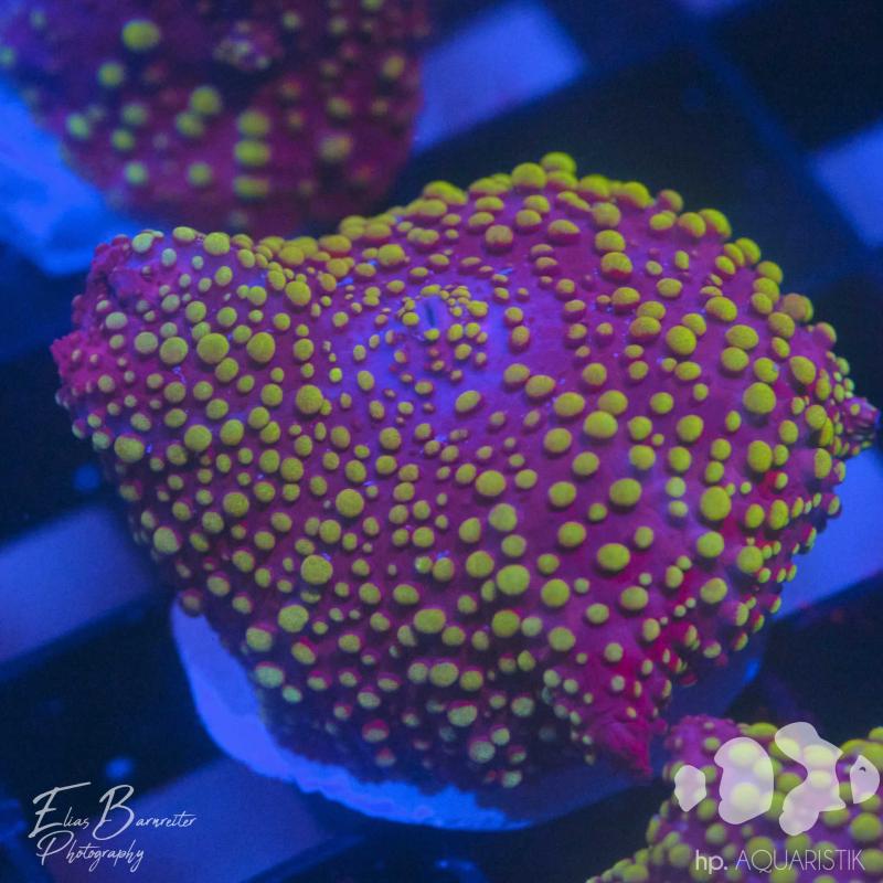 Scheibenanemone Lava Lamp Scheibenanemone Lava Lamp