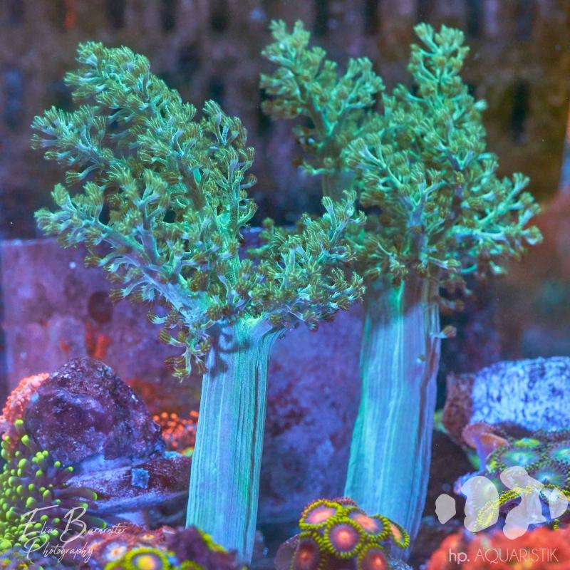 Lederkoralle Bäumche